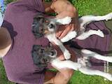 Собаки, щенки Жесткошерстный фокстерьер, цена 1800 Грн., Фото