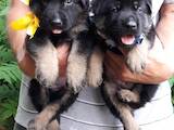 Собаки, щенки Восточно-Европейская овчарка, цена 3000 Грн., Фото