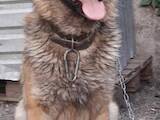 Собаки, щенята Східно-Європейська вівчарка, ціна 3000 Грн., Фото