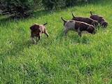 Собаки, щенята Німецька жорсткошерста лягава, ціна 1500 Грн., Фото
