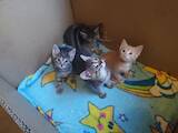 Кішки, кошенята Невідома порода, ціна 10 Грн., Фото