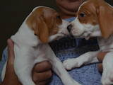 Собаки, щенки Английский пойнтер, цена 5000 Грн., Фото