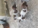 Собаки, щенята Німецька жорсткошерста лягава, ціна 2000 Грн., Фото