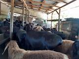Животноводство,  Сельхоз животные Бараны, овцы, цена 7000 Грн., Фото