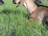 Тваринництво,  Сільгосп тварини Кози, ціна 5000 Грн., Фото