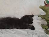 Кошки, котята Мэйн-кун, цена 4500 Грн., Фото