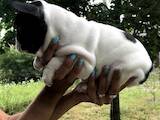 Собаки, щенята Французький бульдог, ціна 8000 Грн., Фото