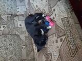 Собаки, щенята Кане Корсо, ціна 100 Грн., Фото