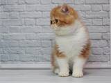 Кішки, кошенята Екзотична короткошерста, ціна 16800 Грн., Фото