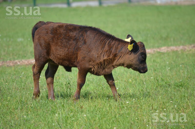 Продажа Сельхоз Животных Гродненская