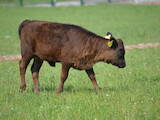 Животноводство,  Сельхоз животные Крупно-рогатый скот, цена 40000 Грн., Фото