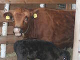 Животноводство,  Сельхоз животные Крупно-рогатый скот, цена 40000 Грн., Фото