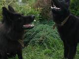 Собаки, щенки Немецкая овчарка, цена 4000 Грн., Фото