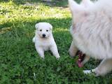 Собаки, щенки Белая Швейцарская овчарка, цена 5300 Грн., Фото
