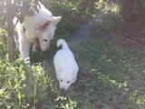 Собаки, щенки Белая Швейцарская овчарка, цена 5300 Грн., Фото