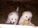 Собаки, щенята Біла Швейцарська вівчарка, ціна 5300 Грн., Фото