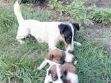 Собаки, щенки Гладкошерстный фокстерьер, цена 5000 Грн., Фото