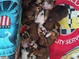 Собаки, щенки Лхаса апсо, цена 3500 Грн., Фото