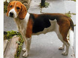 Собаки, щенята Естонський гончак, ціна 2500 Грн., Фото
