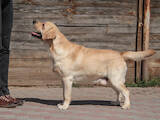 Собаки, щенята Лабрадор ретрівер, ціна 16000 Грн., Фото