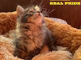 Кішки, кошенята Курильський бобтейл, ціна 10000 Грн., Фото