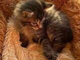 Кошки, котята Курильский бобтейл, цена 10000 Грн., Фото