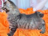 Кошки, котята Курильский бобтейл, цена 10000 Грн., Фото