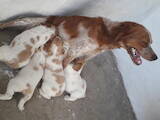 Собаки, щенки Неизвестная порода, цена 3000 Грн., Фото
