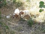 Собаки, щенята Невідома порода, ціна 3000 Грн., Фото
