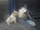 Собаки, щенята Російсько-Європейська лайка, ціна 1000 Грн., Фото