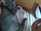 Кошки, котята Донской сфинкс, цена 1200 Грн., Фото