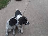 Собаки, щенята Німецька жорсткошерста лягава, ціна 300 Грн., Фото