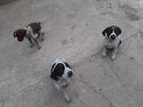Собаки, щенята Німецька жорсткошерста лягава, ціна 300 Грн., Фото