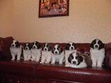 Собаки, щенки Московская сторожевая, цена 8000 Грн., Фото