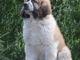 Собаки, щенята Московська сторожова, ціна 10000 Грн., Фото