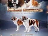 Собаки, щенки Московская сторожевая, цена 10000 Грн., Фото