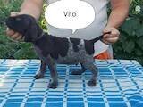 Собаки, щенки Немецкая гладкошерстная легавая, цена 5000 Грн., Фото