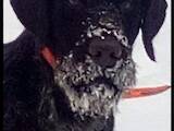 Собаки, щенята Німецька гладкошерста лягава, ціна 8300 Грн., Фото