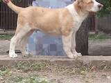 Собаки, щенки Среднеазиатская овчарка, цена 10000 Грн., Фото