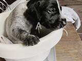 Собаки, щенята Німецька жорсткошерста лягава, ціна 22500 Грн., Фото