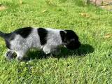 Собаки, щенята Німецька жорсткошерста лягава, ціна 22500 Грн., Фото