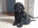 Собаки, щенята Чорний тер'єр, ціна 15000 Грн., Фото