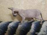 Кошки, котята Канадский сфинкс, цена 4000 Грн., Фото