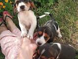 Собаки, щенки Эстонская гончая, цена 1000 Грн., Фото