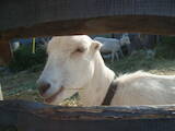 Тваринництво,  Сільгосп тварини Кози, ціна 2000 Грн., Фото