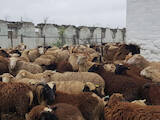 Животноводство,  Сельхоз животные Бараны, овцы, цена 35 Грн., Фото