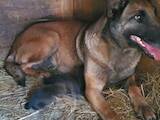Собаки, щенки Бельгийская овчарка (Малинуа), цена 10000 Грн., Фото