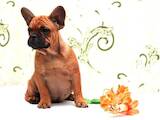 Собаки, щенки Французский бульдог, цена 9800 Грн., Фото