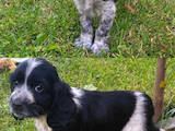 Собаки, щенки Русский спаниель, цена 5000 Грн., Фото