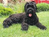 Собаки, щенки Черный терьер, цена 18000 Грн., Фото